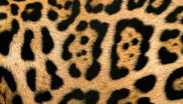Learn how to combine animal print without looking like you escaped from the jungle